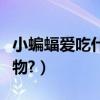 小蝙蝠愛吃什么食物圖片（小蝙蝠愛吃什么食物?）