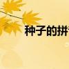 種子的拼音怎么拼讀（種子的拼音）