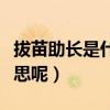 拔苗助長是什么意思（拔苗助長到底是什么意思呢）