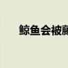 鯨魚會被藤壺害死嗎（鯨魚會吃人嗎）