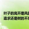 葉子的離開是風的追求還是樹的不挽留（葉子的離開是風的追求還是樹的不挽留）