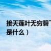 接天蓮葉無窮碧下一句是什么（“接天蓮葉無窮碧”的下句是什么）