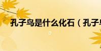 孔子鳥是什么化石(孔子鳥是什么鳥呀)