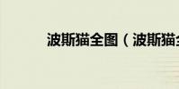 波斯貓全圖(波斯貓全部歌詞)