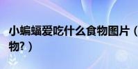 小蝙蝠愛吃什么食物圖片(小蝙蝠愛吃什么食物?)