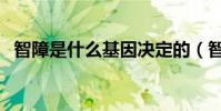 智障是什么基因決定的(智障是什么意思)
