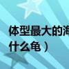 體型最大的海龜是棱皮龜（體型最大的海龜是什么龜）