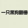 一只黑狗翻柵欄被夾蛋了（一只黑狗打一字）