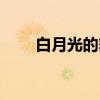 白月光的舞怎么跳（白月光的歌詞）