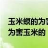 玉米螟的為害癥狀有哪些?（玉米條螟是怎么為害玉米的）