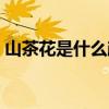 山茶花是什么顏色（揭秘不同山茶花的顏色）