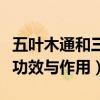 五葉木通和三葉木通的區別（五葉木通有什么功效與作用）