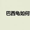 巴西龜如何辨公母（巴西龜如何分公母）