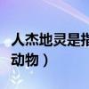 人杰地靈是指什么動物（人杰地靈是今宵答一動物）