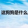 這狗狗是什么品種英文（這狗狗是什么品種）