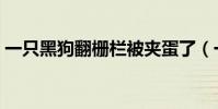 一只黑狗翻柵欄被夾蛋了(一只黑狗打一字)