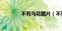不死鳥花圖片(不死光年)