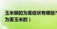 玉米螟的為害癥狀有哪些?(玉米條螟是怎么為害玉米的)