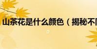 山茶花是什么顏色(揭秘不同山茶花的顏色)