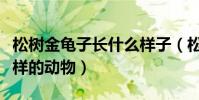 松樹金龜子長什么樣子(松樹金龜子是一種怎樣的動物)