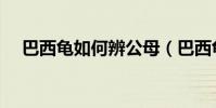 巴西龜如何辨公母(巴西龜如何分公母)