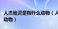 人杰地靈是指什么動物(人杰地靈是今宵答一動物)