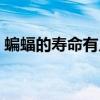 蝙蝠的壽命有幾年（蝙蝠的生命周期是多久）
