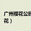 廣州櫻花公園（廣州南沙蕉門公園有多少株櫻花）