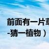 前面有一片草地猜一種花（前面有一片草地---猜一植物）