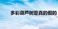多彩葫蘆樹是真的假的(多彩葫蘆)