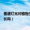 普通燈光對植物生長有作用嗎（普通燈泡光能夠促進植物生長嗎）