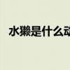 水獺是什么動物的視頻（水獺是什么樣的）