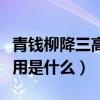 青錢柳降三高茶的功效（青錢柳降糖神茶的作用是什么）