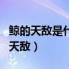 鯨的天敵是什么動物（關于鯨的資料比如鯨的天敵）