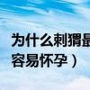為什么刺猬最容易懷孕什么梗（為什么刺猬最容易懷孕）