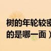 樹的年輪較密的是向著什么面（樹的年輪較密的是哪一面）