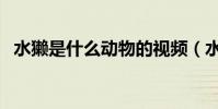 水獺是什么動物的視頻(水獺是什么樣的)