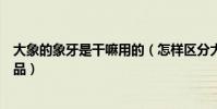 大象的象牙是干嘛用的(怎樣區分大象骨頭的制品和象牙制品)