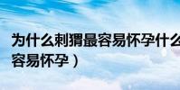 為什么刺猬最容易懷孕什么梗(為什么刺猬最容易懷孕)