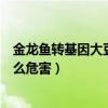 金龍魚轉基因大豆油有什么危害（金龍魚轉基因大豆油有什么危害）
