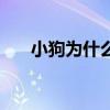 小狗為什么咬人（小狗為什么流眼淚）