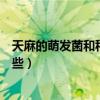 天麻的萌發菌和種子怕高溫嗎（天麻種子萌發菌的種類有哪些）
