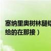 塞納里奧樹林腿鎧任務流程（wow塞納里奧腿鎧是什么任務給的在那接）