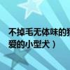 不掉毛無體味的狗排名小型犬（有什么狗沒體臭少掉毛還可愛的小型犬）