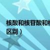 核酸和核苷酸和核糖的區別（核酸核苷酸核糖有什么聯系與區別）
