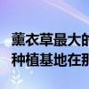 薰衣草最大的種植基地在哪里（薰衣草最大的種植基地在那?）