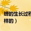 蟬的生長過程是怎么樣的（蟬的生長過程是怎樣的）