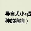 導盲犬小q是什么品種（導盲犬小Q是什么品種的狗狗）