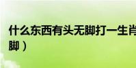 什么東西有頭無腳打一生肖(什么東西有頭無腳)