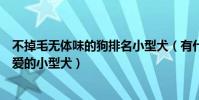 不掉毛無體味的狗排名小型犬(有什么狗沒體臭少掉毛還可愛的小型犬)